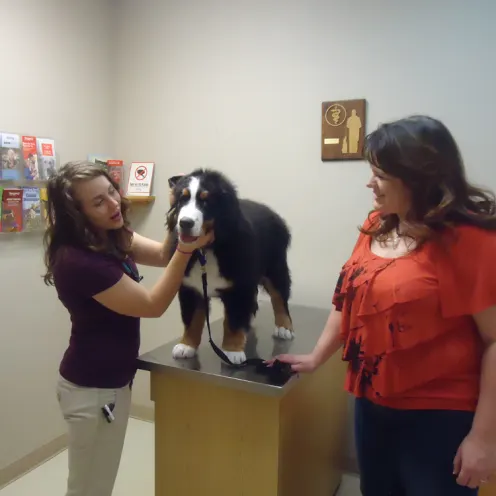 Black and white dog being examined by a veterinarian at Animal Clinic of Rapid City